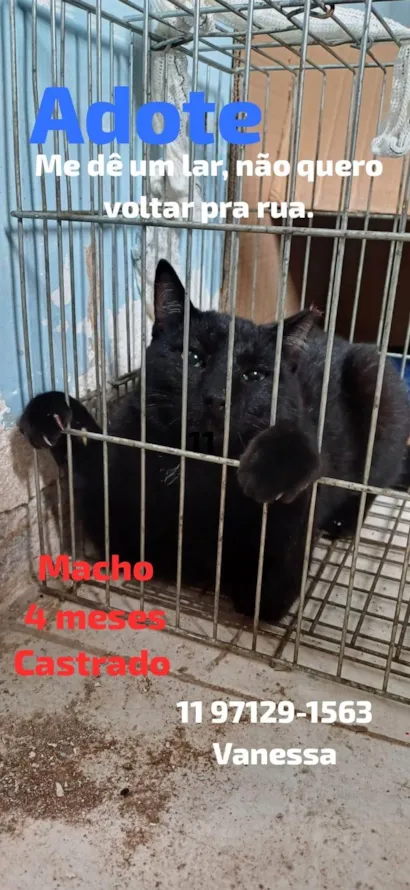 Gato raça SRD-ViraLata idade 2 a 6 meses nome Pretinho