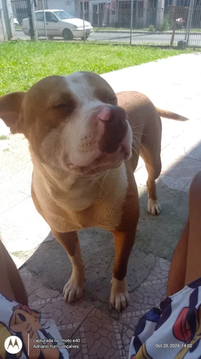 Cachorro raça Pit-Bull idade 2 anos nome Thor