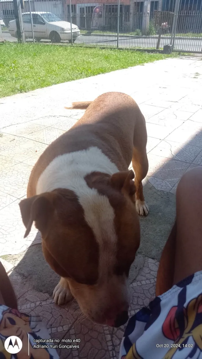 Cachorro ra a Pit-Bull idade 2 anos nome Thor