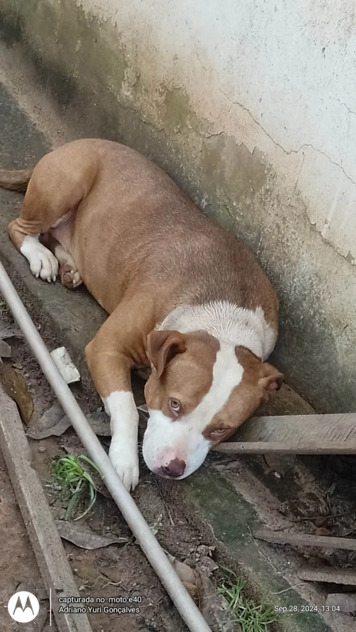 Cachorro ra a Pit-Bull idade 2 anos nome Thor