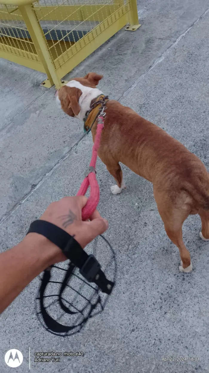 Cachorro ra a Pit-Bull idade 2 anos nome Thor