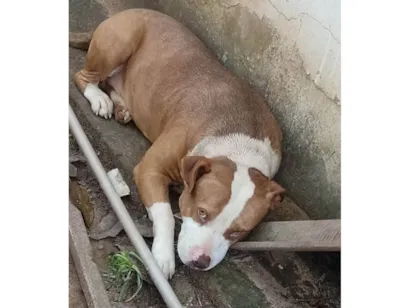 Cachorro raça Pit-Bull idade 2 anos nome Thor