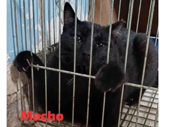 Gato ra a SRD-ViraLata idade 2 a 6 meses nome Pretinho