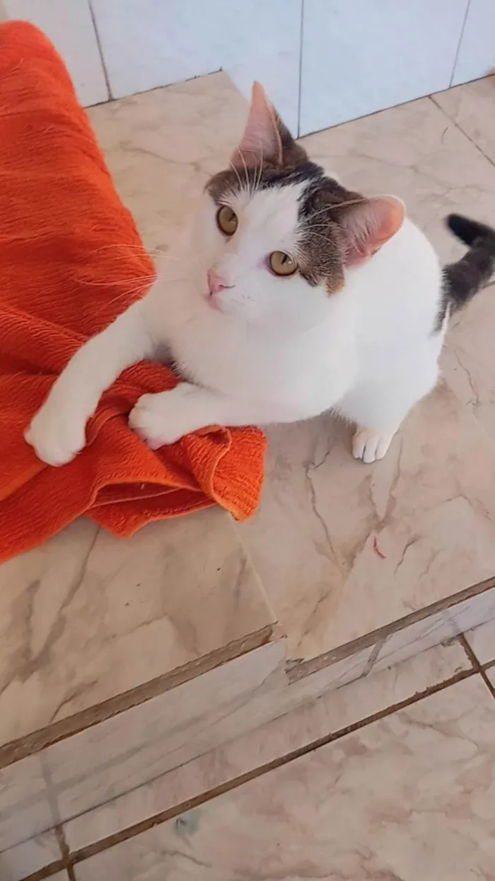 Gato ra a SRD-ViraLata idade 2 a 6 meses nome Gerrie