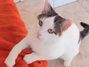 Gato raça SRD-ViraLata idade 2 a 6 meses nome Gerrie