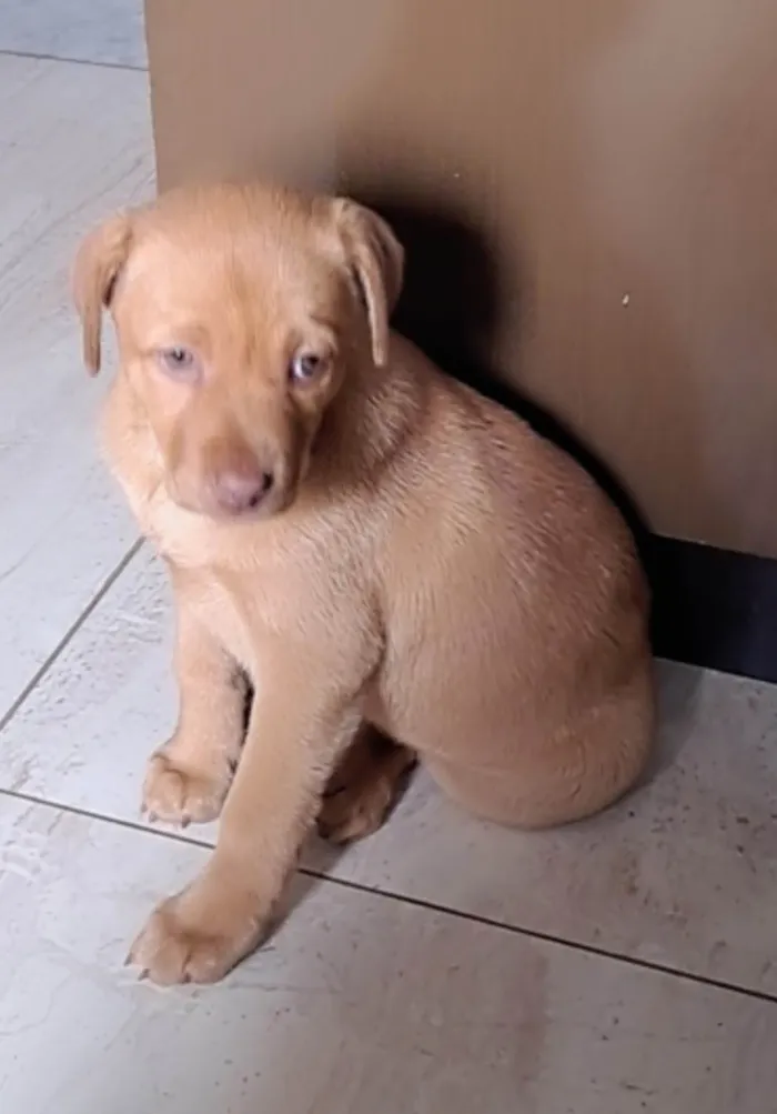 Cachorro ra a SRD-ViraLata idade 2 a 6 meses nome CHARLOTE