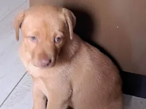 Cachorro raça SRD-ViraLata idade 2 a 6 meses nome CHARLOTE