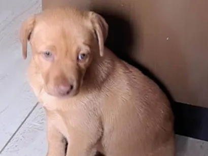 Cachorro raça SRD-ViraLata idade 2 a 6 meses nome CHARLOTE