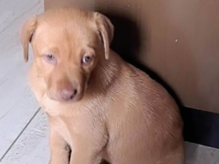 Cachorro ra a SRD-ViraLata idade 2 a 6 meses nome CHARLOTE