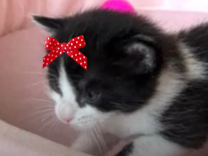 Gato ra a SRD-ViraLata idade Abaixo de 2 meses nome Bia 