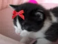 Bia