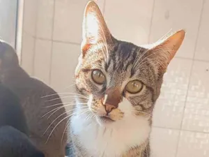 Gato raça SRD-ViraLata idade 2 a 6 meses nome Vênus