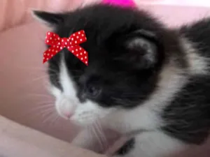 Gato raça SRD-ViraLata idade Abaixo de 2 meses nome Bia 