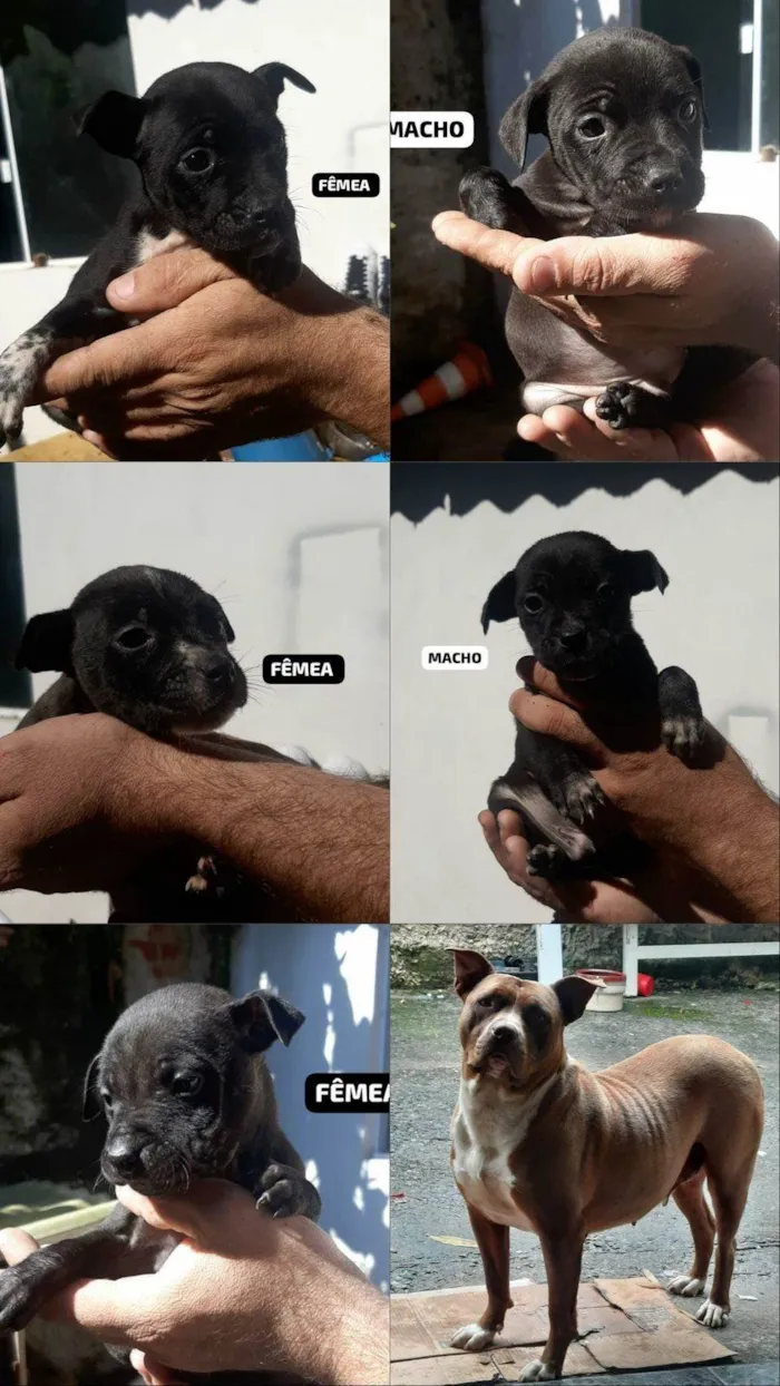 Cachorro ra a SRD-ViraLata idade Abaixo de 2 meses nome cristiane brizola