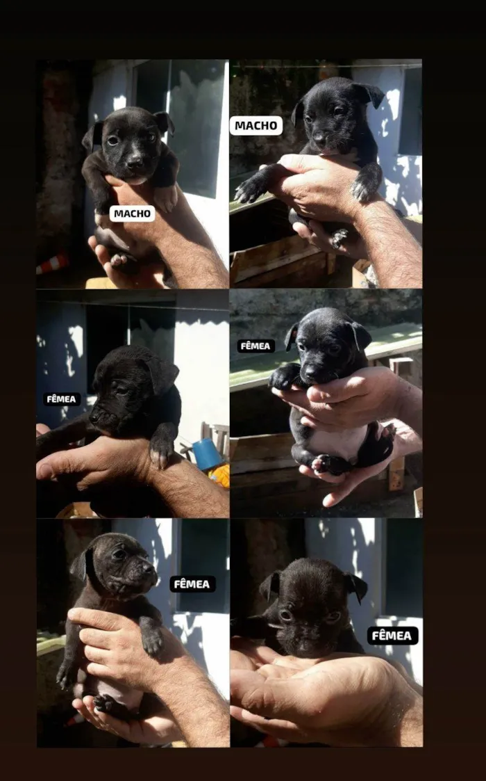 Cachorro ra a SRD-ViraLata idade Abaixo de 2 meses nome cristiane brizola