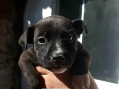 Cachorro raça SRD-ViraLata idade Abaixo de 2 meses nome cristiane brizola