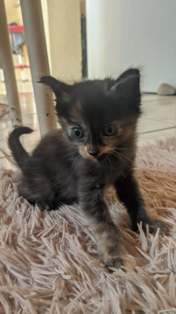 Gato ra a SRD-ViraLata idade Abaixo de 2 meses nome Ana