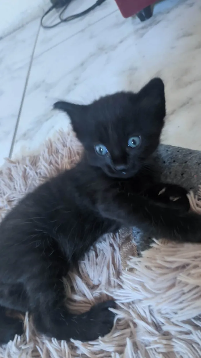 Gato ra a SRD-ViraLata idade Abaixo de 2 meses nome Ana