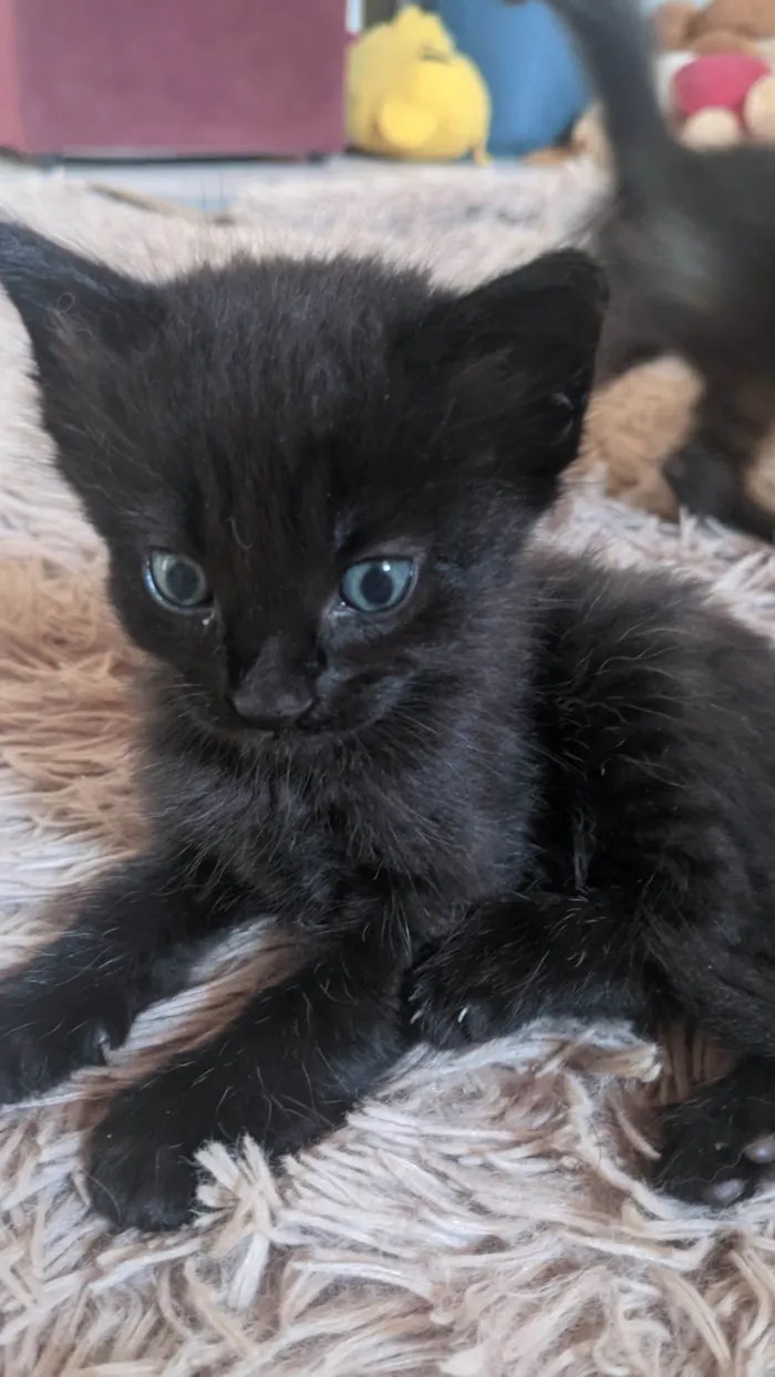 Gato ra a SRD-ViraLata idade Abaixo de 2 meses nome Ana
