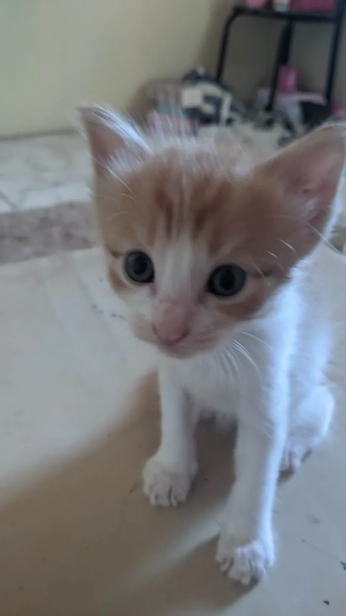 Gato ra a SRD-ViraLata idade Abaixo de 2 meses nome Ana