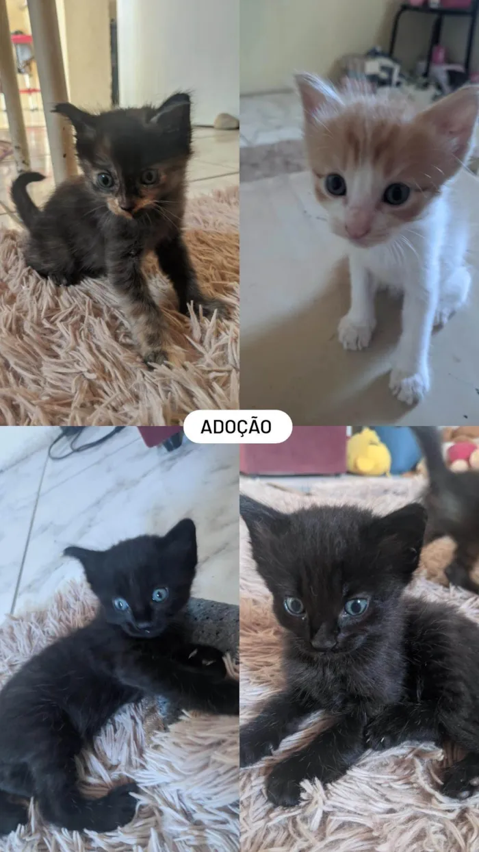 Gato ra a SRD-ViraLata idade Abaixo de 2 meses nome Ana