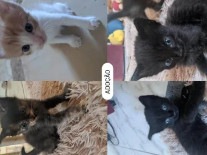 Gato raça SRD-ViraLata idade Abaixo de 2 meses nome Ana
