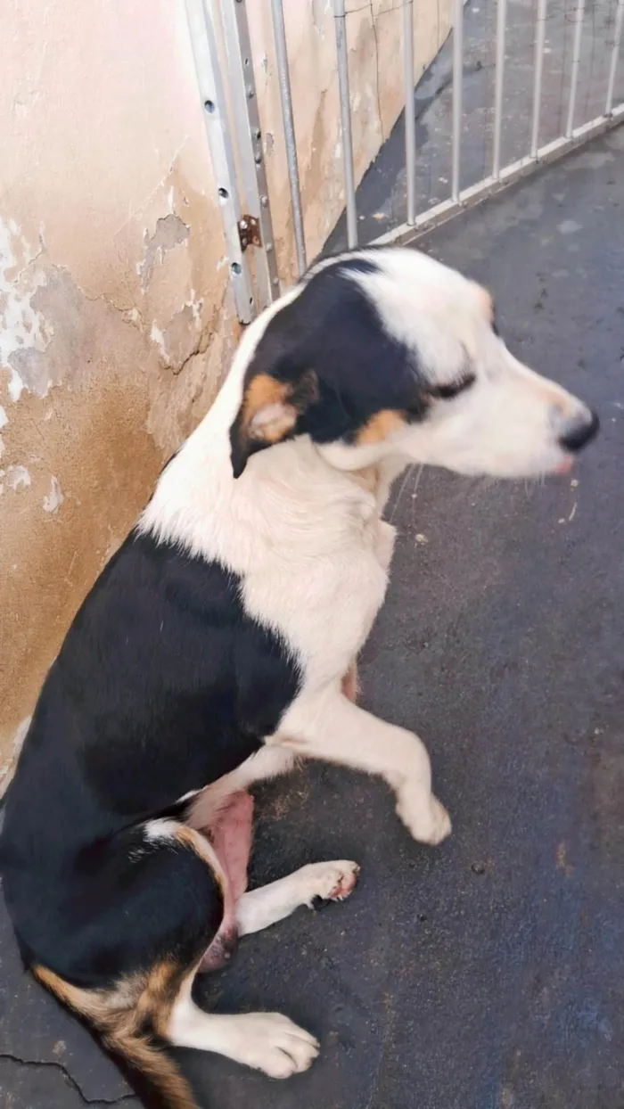 Cachorro ra a SRD-ViraLata idade 2 anos nome Julie 