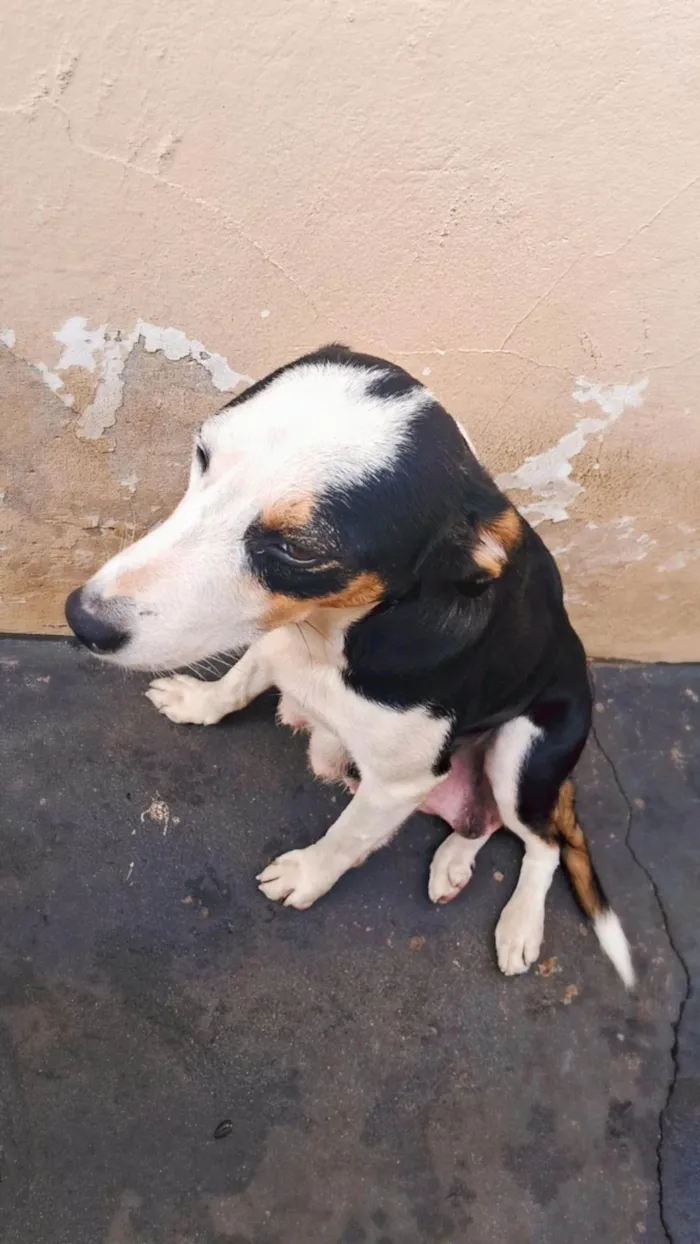 Cachorro ra a SRD-ViraLata idade 2 anos nome Julie 