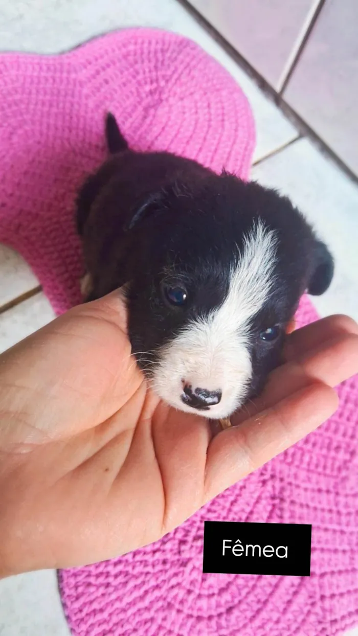 Cachorro ra a SRD-ViraLata idade 2 a 6 meses nome Sem nome 