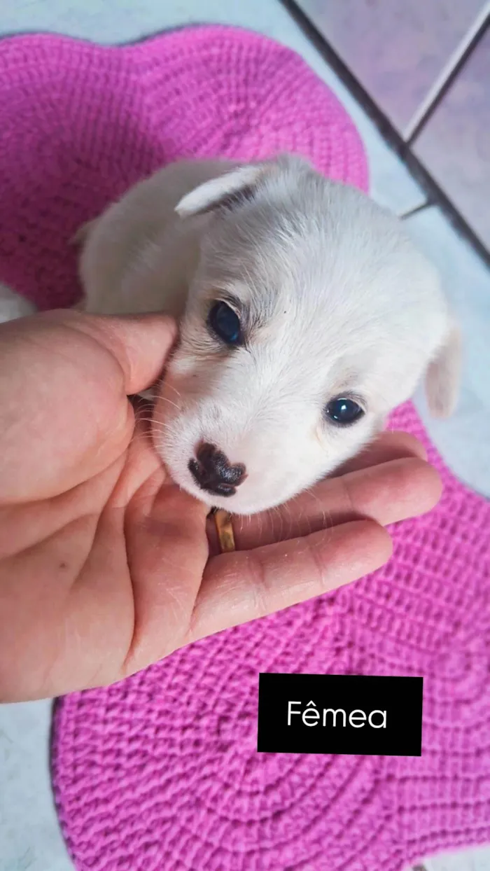 Cachorro ra a SRD-ViraLata idade 2 a 6 meses nome Sem nome
