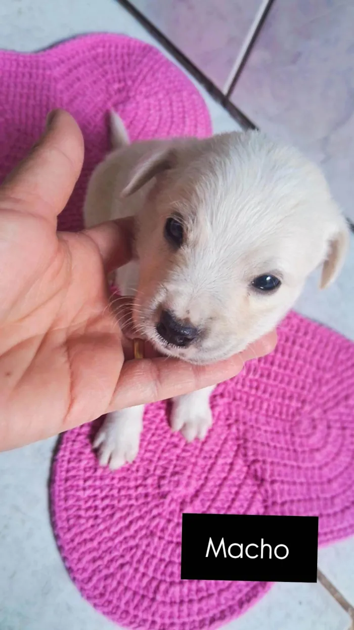 Cachorro ra a SRD-ViraLata idade 2 a 6 meses nome Sem nome 