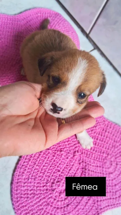 Cachorro raça SRD-ViraLata idade 2 a 6 meses nome Sem nome 