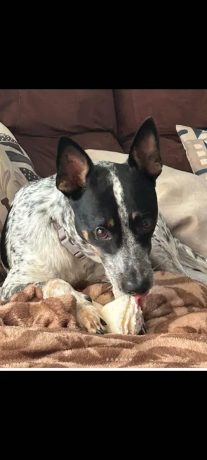 Cachorro raça SRD-ViraLata idade 3 anos nome Antunes