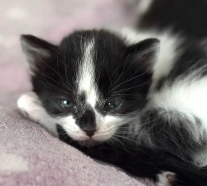 Gato ra a SRD-ViraLata idade Abaixo de 2 meses nome Bento