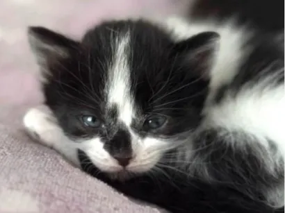 Gato raça SRD-ViraLata idade Abaixo de 2 meses nome Bento