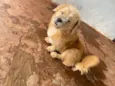 Gordo