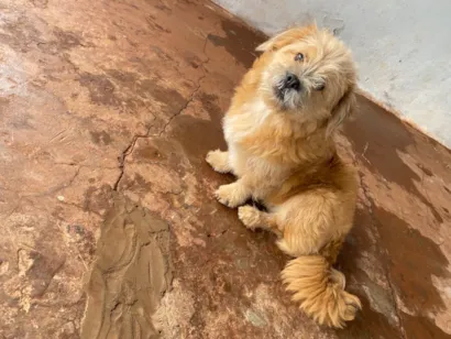 Cachorro raça SRD-ViraLata idade 1 ano nome Gordo