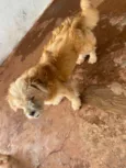 Gordo