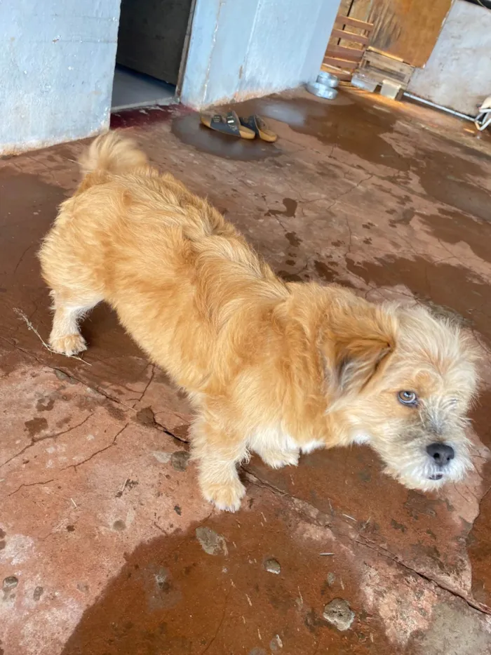 Cachorro ra a SRD-ViraLata idade 1 ano nome Gordo