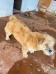 Gordo