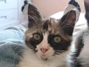 Gato raça SRD-ViraLata idade 2 a 6 meses nome Princesa 