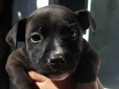 Cachorro raça SRD-ViraLata idade Abaixo de 2 meses nome cristiane brizola