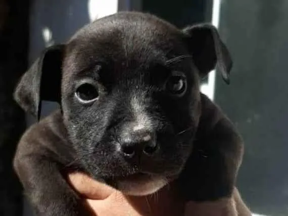 Cachorro ra a SRD-ViraLata idade Abaixo de 2 meses nome cristiane brizola