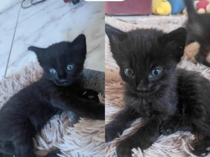 Gato ra a SRD-ViraLata idade Abaixo de 2 meses nome Ana
