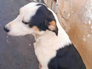 Cachorro raça SRD-ViraLata idade 2 anos nome Julie 