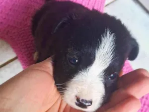 Cachorro raça SRD-ViraLata idade 2 a 6 meses nome Sem nome 