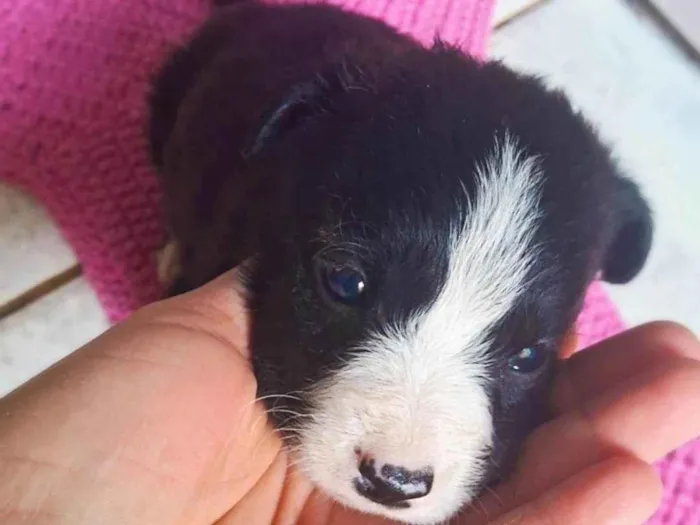 Cachorro ra a SRD-ViraLata idade 2 a 6 meses nome Sem nome 