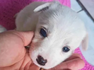 Cachorro raça SRD-ViraLata idade 2 a 6 meses nome Sem nome