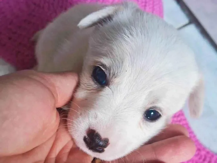 Cachorro ra a SRD-ViraLata idade 2 a 6 meses nome Sem nome