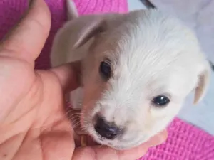 Cachorro raça SRD-ViraLata idade 2 a 6 meses nome Sem nome 